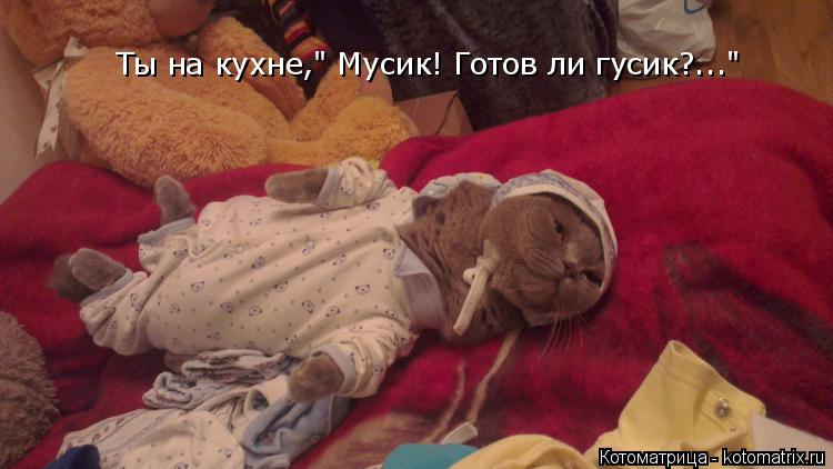 Ты на кухне," Мусик! Готов ли гусик?..."... Котоматрица: Ты на кухне," Мусик! Готов ли гусик?..."