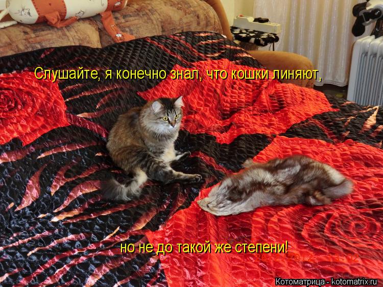Слушайте, я конечно знал, что кошки линяют, но не до такой же степени!... Котоматрица: Слушайте, я конечно знал, что кошки линяют, но не до такой же степени!