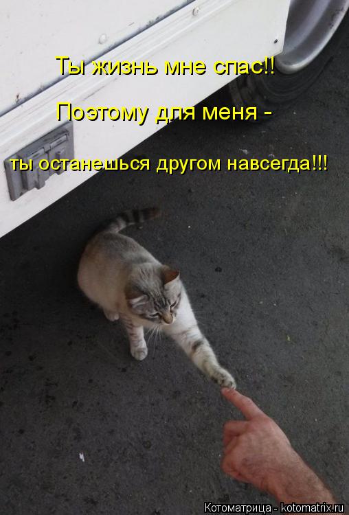 Ты жизнь мне спас!! Поэтому для меня - ты останешься другом навсегда!!!... Котоматрица: Ты жизнь мне спас!! Поэтому для меня - ты останешься другом навсегда!!!