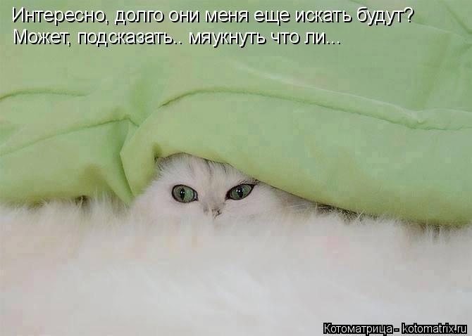Интересно, долго они меня еще искать будут? Может, подсказать.. мяукнуть что ли...... Котоматрица: Интересно, долго они меня еще искать будут? Может, подсказать.. мяукнуть что ли...