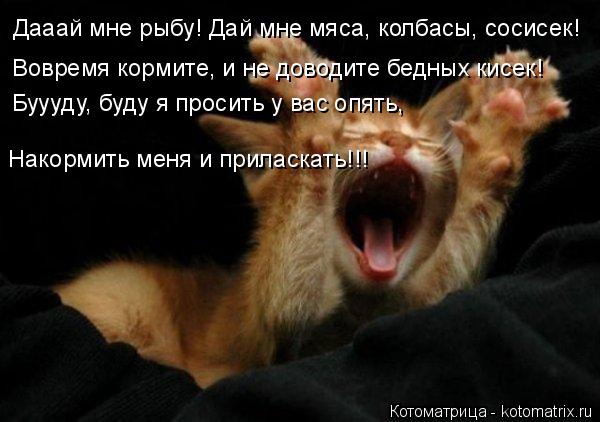 Дааай мне рыбу! Дай мне мяса, колбасы, сосисек! Вовремя кормите, и не доводите бедных кисек! Буууду, ... Котоматрица: Дааай мне рыбу! Дай мне мяса, колбасы, сосисек! Вовремя кормите, и не доводите бедных кисек! Буууду, буду я просить у вас опять, Накормить меня