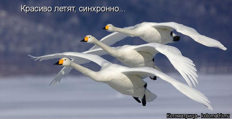 Красиво летят, синхронно...... Котоматрица: Красиво летят, синхронно...
