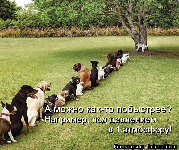 А можно как-то побыстрее? Например, под давлением в 1 атмосфэру!... Котоматрица: А можно как-то побыстрее? Например, под давлением в 1 атмосфэру!