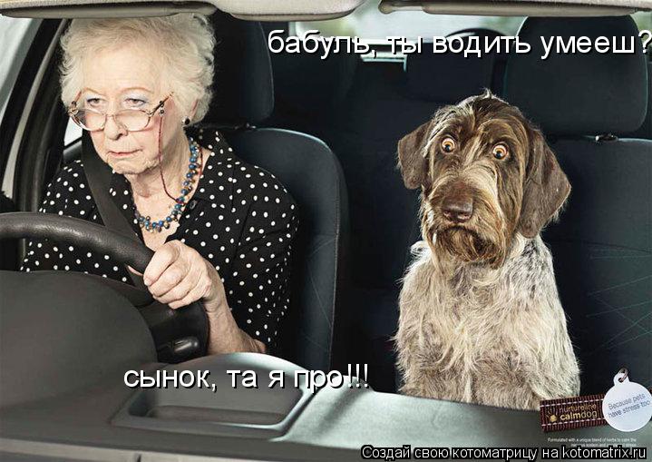 бабуль, ты водить умееш??? сынок, та я про!!!... Котоматрица: бабуль, ты водить умееш??? сынок, та я про!!!