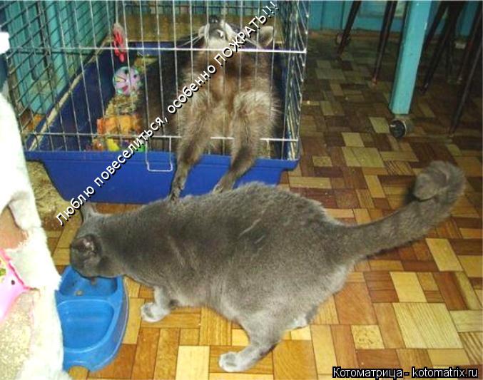 Люблю повеселиться, особенно ПОЖРАТЬ!!!... Котоматрица: Люблю повеселиться, особенно ПОЖРАТЬ!!!