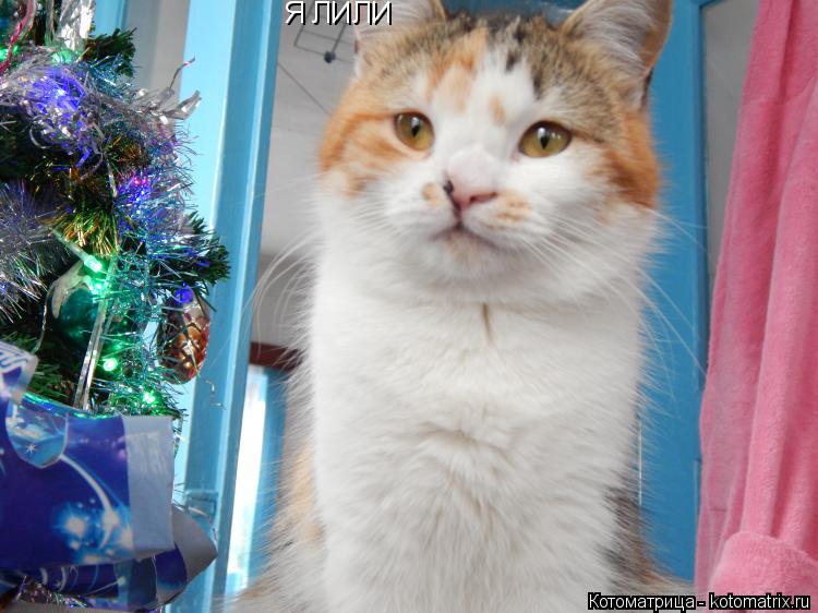 Котоматрица: Я ЛИЛИ