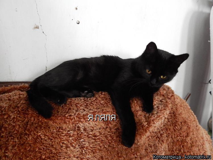 Котоматрица: Я ЛЯЛЯ