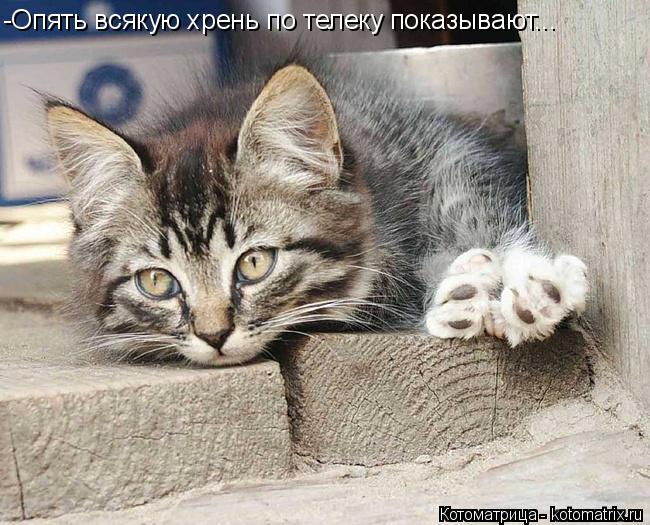 -Опять всякую хрень по телеку показывают...... Котоматрица: -Опять всякую хрень по телеку показывают...