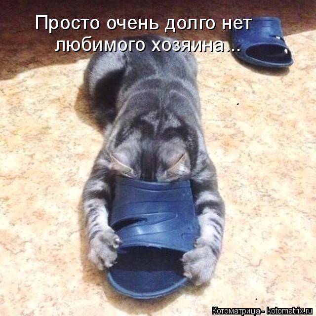 Просто очень долго нет любимого хозяина...... Котоматрица: Просто очень долго нет любимого хозяина...