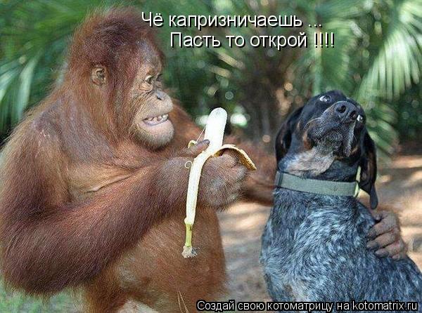 Котоматрица: Чё капризничаешь ... Пасть то открой !!!!