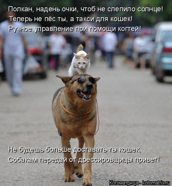 Котоматрица: Полкан, надень очки, чтоб не слепило солнце! Теперь не пёс ты, а такси для кошек! Ручное управление при помощи когтей! Не будешь больше достав