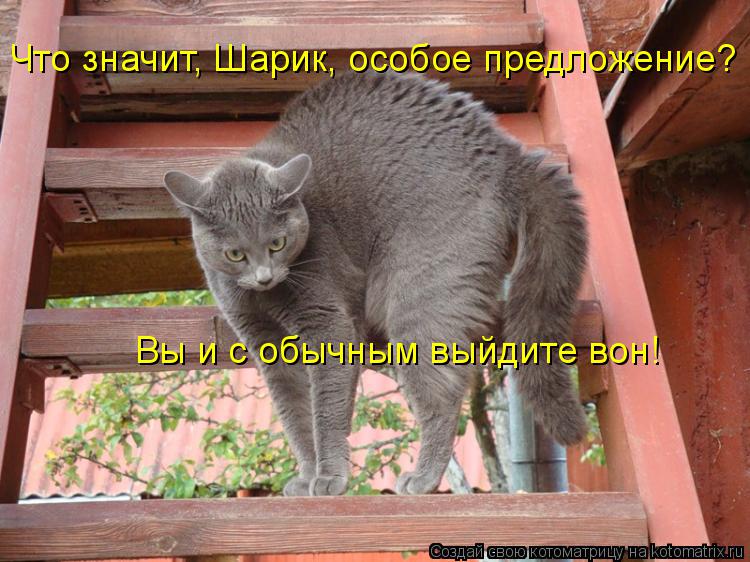 Что значит, Шарик, особое предложение? Вы и с обычным выйдите вон!... Котоматрица: Что значит, Шарик, особое предложение? Вы и с обычным выйдите вон!