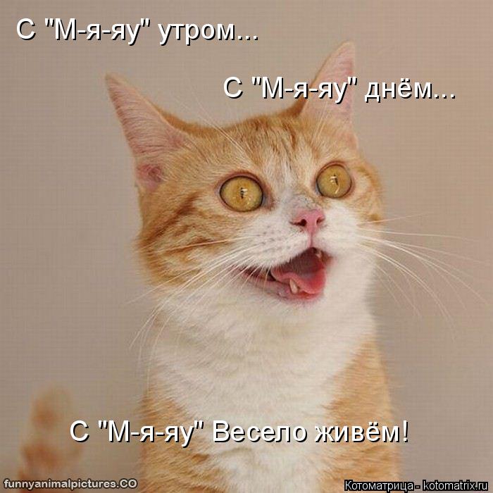 С "М-я-яу" утром... С "М-я-яу" днём... С "М-я-яу" Весело живём!... Котоматрица: С "М-я-яу" утром... С "М-я-яу" днём... С "М-я-яу" Весело живём!