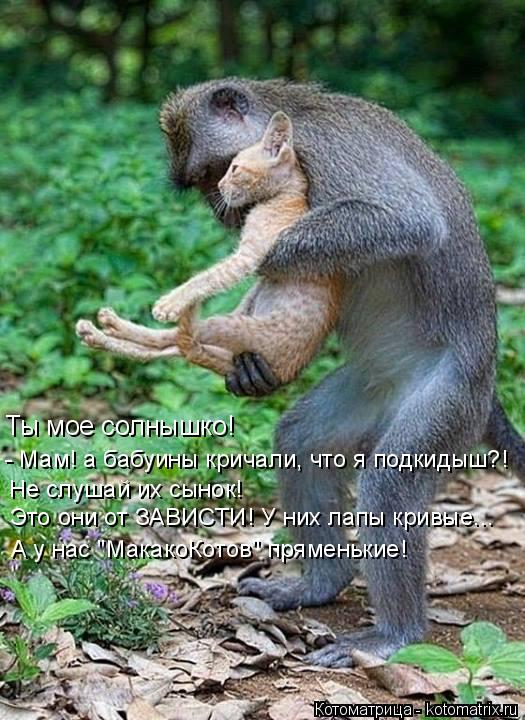 Ты мое солнышко! - Мам! а бабуины кричали, что я подкидыш?! Не слушай их сынок! Это они от ЗАВИСТИ! У... Котоматрица: Ты мое солнышко! - Мам! а бабуины кричали, что я подкидыш?! Не слушай их сынок! Это они от ЗАВИСТИ! У них лапы кривые... А у нас "МакакоКотов" прям