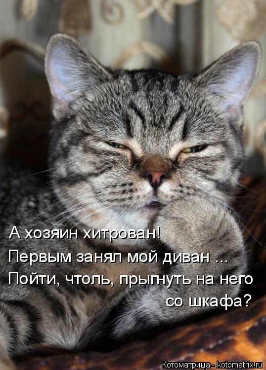 А хозяин хитрован! Первым занял мой диван ... Пойти, чтоль, прыгнуть на него со шкафа?... Котоматрица: А хозяин хитрован! Первым занял мой диван ... Пойти, чтоль, прыгнуть на него со шкафа?