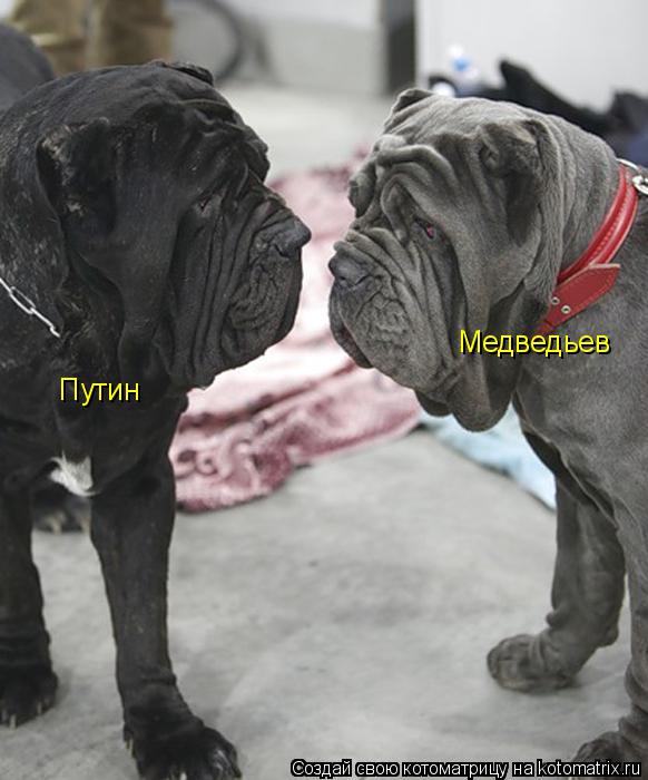 Котоматрица: Путин Медведьев