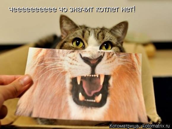 Котоматрица: чееееееееее чо значит котлет нет!