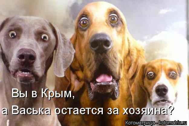Вы в Крым, а Васька остается за хозяина?... Котоматрица: Вы в Крым, а Васька остается за хозяина?