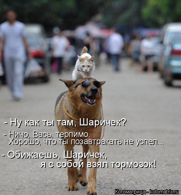 - Ну как ты там, Шаричек? - Ничо, Вась, терпимо. Хорошо, что ты позавтракать не успел... - Обижаешь,... Котоматрица: - Ну как ты там, Шаричек? - Ничо, Вась, терпимо. Хорошо, что ты позавтракать не успел... - Обижаешь, Шаричек, я с собой взял тормозок!
