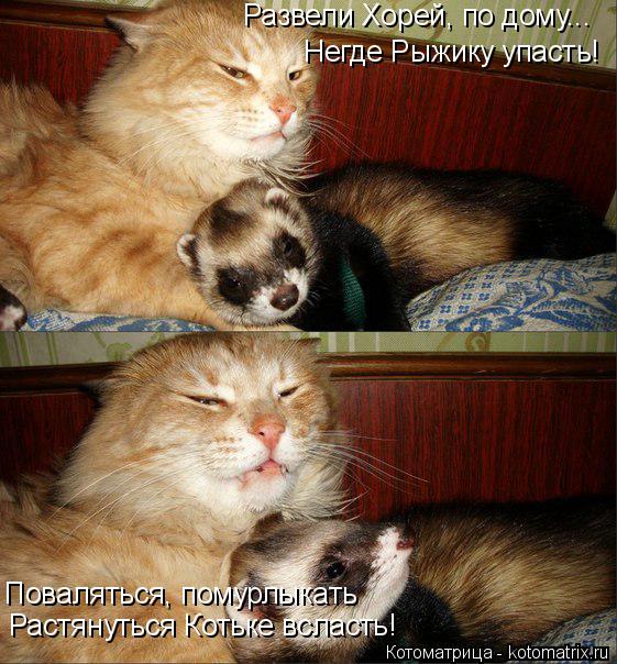Развели Хорей, по дому... Негде Рыжику упасть! Поваляться, помурлыкать Растянуться Котьке всласть!... Котоматрица: Развели Хорей, по дому... Негде Рыжику упасть! Поваляться, помурлыкать Растянуться Котьке всласть!