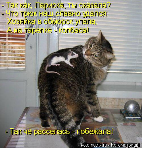 Котоматрица: - Так как, Лариска, ты сказала? - Что трюк наш славно удался: Хозяйка в обморок упала, А на тарелке - колбаса! - Так чё расселась - побежала!