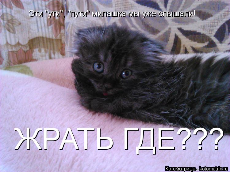 Котоматрица: Эти "ути", "пути" милашка мы уже слышали! ЖРАТЬ ГДЕ???