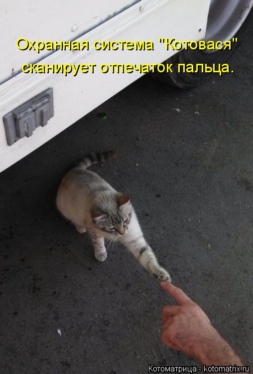 Охранная система "Котовася" сканирует отпечаток пальца.... Котоматрица: Охранная система "Котовася" сканирует отпечаток пальца.