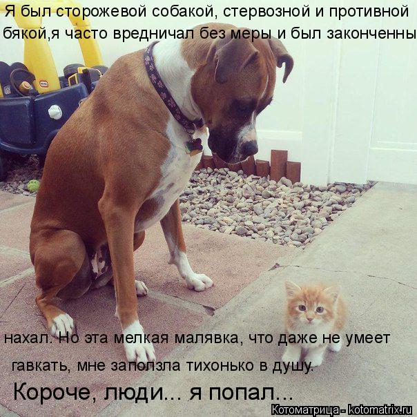 Я был сторожевой собакой, стервозной и противной гавкать, мне заползла тихонько в душу. бякой,я час... Котоматрица: Я был сторожевой собакой, стервозной и противной гавкать, мне заползла тихонько в душу. бякой,я часто вредничал без меры и был законченный