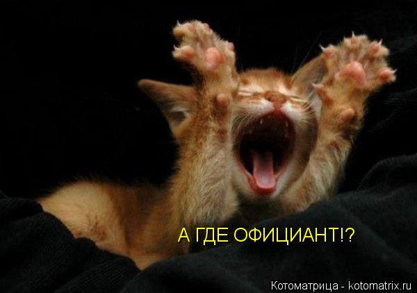 А ГДЕ ОФИЦИАНТ!?... Котоматрица: А ГДЕ ОФИЦИАНТ!?