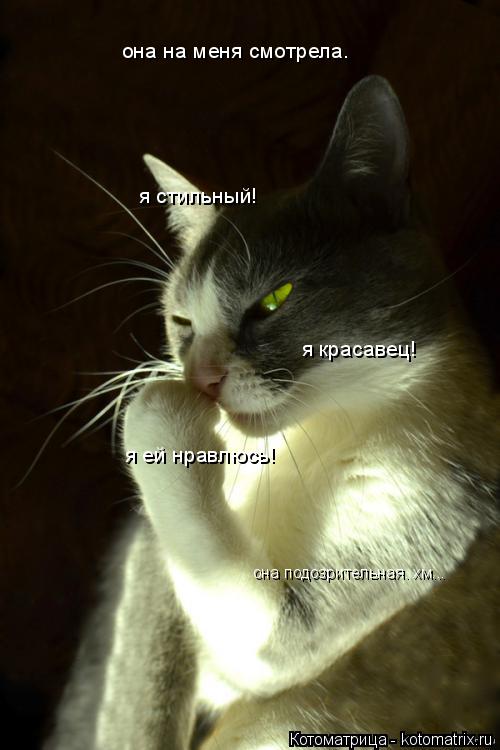 она на меня смотрела. я ей нравлюсь! я стильный! я красавец! она подозрительная. хм...... Котоматрица: она на меня смотрела. я ей нравлюсь! я стильный! я красавец! она подозрительная. хм...