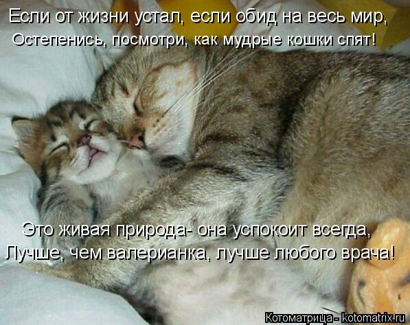Котоматрица: Если от жизни устал, если обид на весь мир, Остепенись, посмотри, как мудрые кошки спят! Это живая природа- она успокоит всегда, Лучше, чем вал