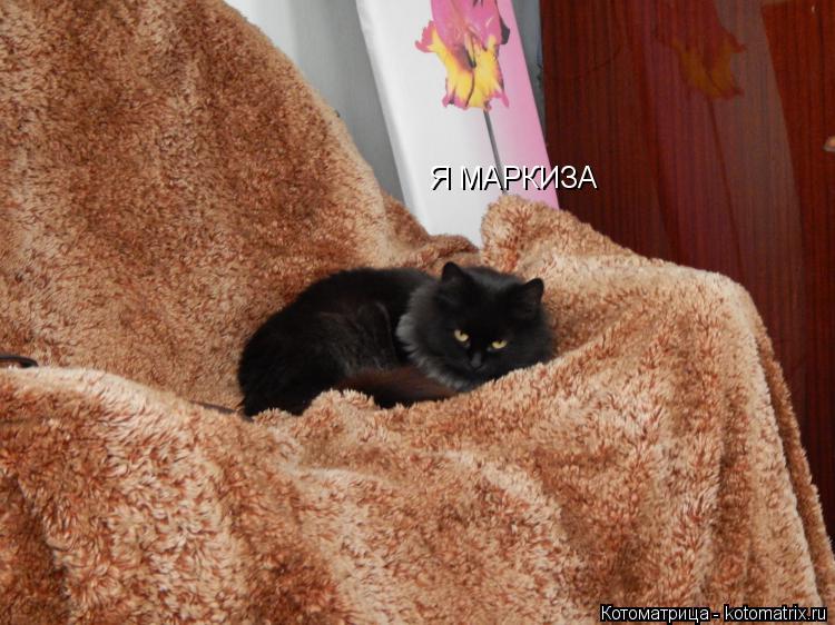 Котоматрица: Я МАРКИЗА