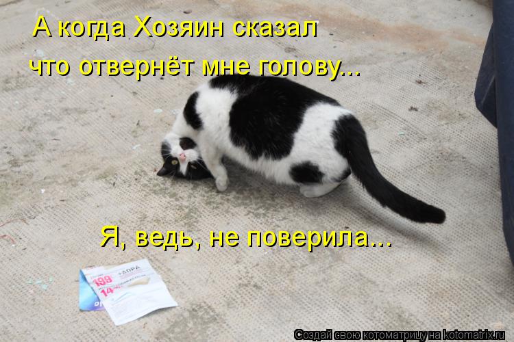 А когда Хозяин сказал что отвернёт мне голову... Я, ведь, не поверила...... Котоматрица: А когда Хозяин сказал что отвернёт мне голову... Я, ведь, не поверила...
