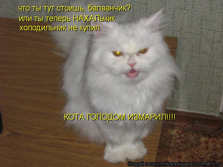 что ты тут стоишь, балванчик? или ты теперь НАХАЛьчик холодильник не купил КОТА ГОЛОДОМ ИЗМАРИЛ!!!!... Котоматрица: что ты тут стоишь, балванчик? или ты теперь НАХАЛьчик холодильник не купил КОТА ГОЛОДОМ ИЗМАРИЛ!!!!