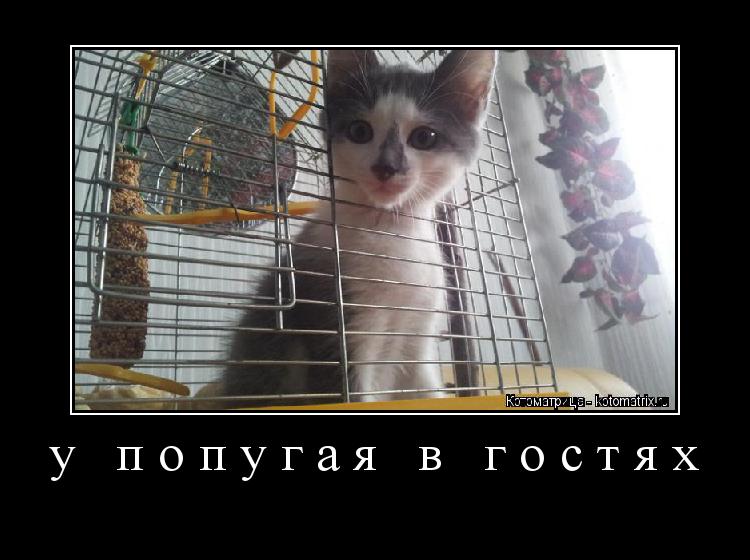 Котоматрица: у попугая в гостях 
