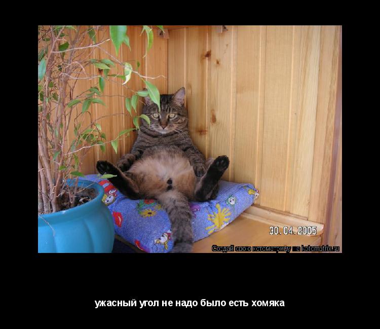 Котоматрица: котяра ужасный угол не надо было есть хомяка