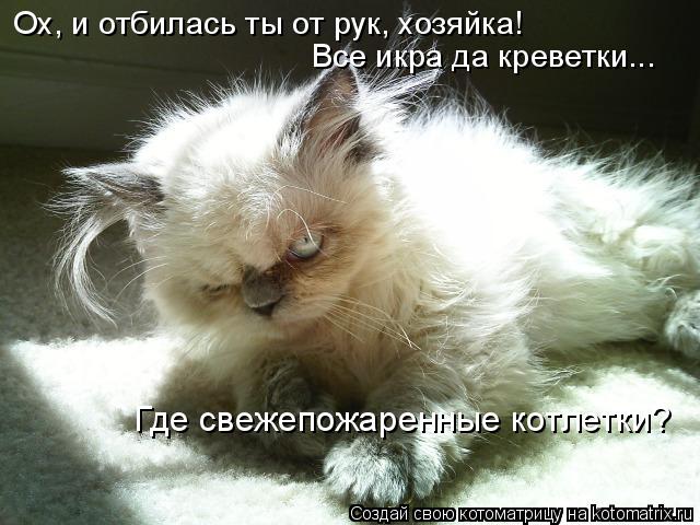 Ох, и отбилась ты от рук, хозяйка! Все икра да креветки... Где свежепожаренные котлетки?... Котоматрица: Ох, и отбилась ты от рук, хозяйка! Все икра да креветки... Где свежепожаренные котлетки?