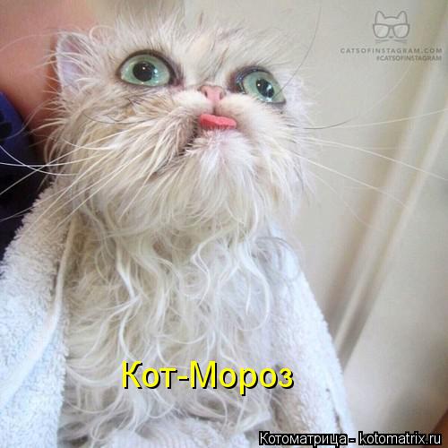 Котоматрица: Кот-Мороз