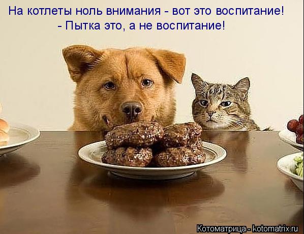 Котоматрица: На котлеты ноль внимания - вот это воспитание! - Пытка это, а не воспитание!