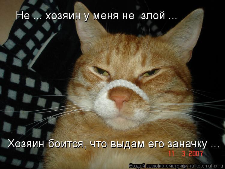 Котоматрица: Хозяин боится, что выдам его заначку ... Не ... хозяин у меня не  злой ...