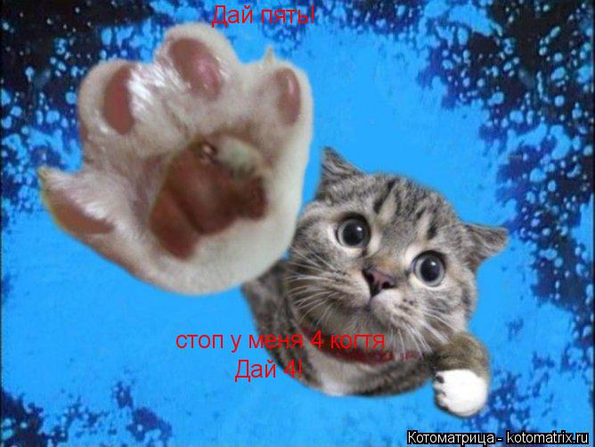 Котоматрица: Дай пять! стоп у меня 4 когтя Дай 4!
