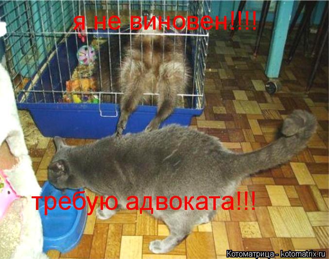 я не виновен!!!! требую адвоката!!!... Котоматрица: я не виновен!!!! требую адвоката!!!