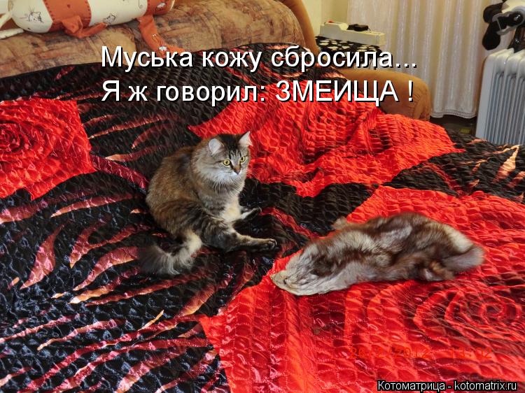 Муська кожу сбросила... Я ж говорил: ЗМЕИЩА !... Котоматрица: Муська кожу сбросила... Я ж говорил: ЗМЕИЩА !