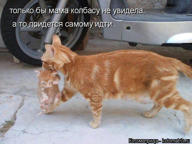 Котоматрица: только бы мама колбасу не увидела,  а то придется самому идти..