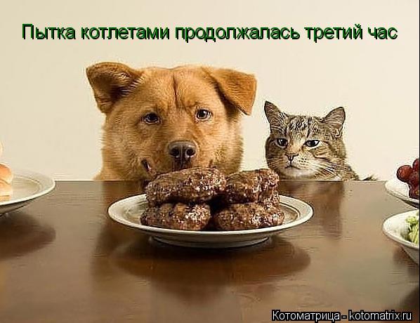 Котоматрица: Пытка котлетами продолжалась третий час