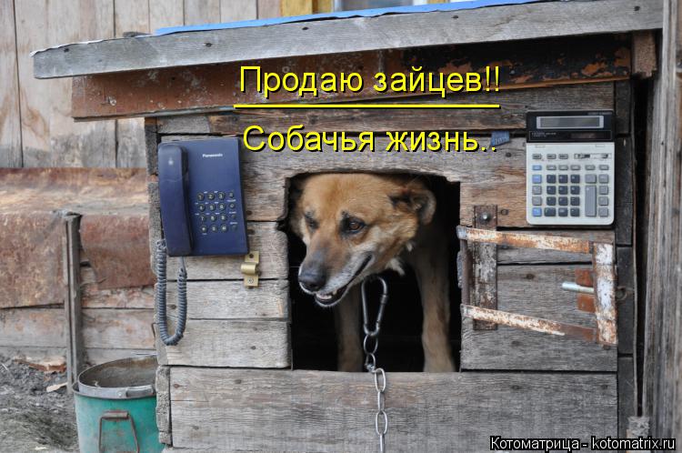 Котоматрица: Собачья жизнь.. Продаю зайцев!! ______________