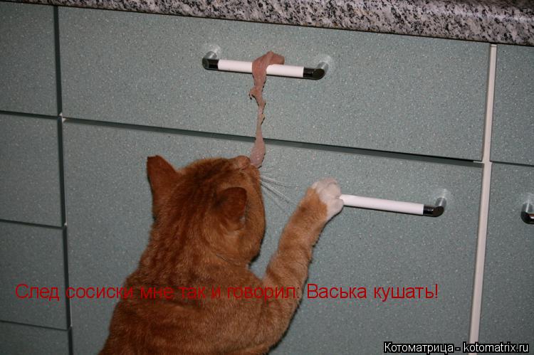 Котоматрица: След сосиски мне так и говорил: Васька кушать!