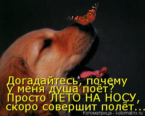 Котоматрица: Догадайтесь, почему у меня душа поёт? Просто ЛЕТО НА НОСУ, скоро совершит полёт...