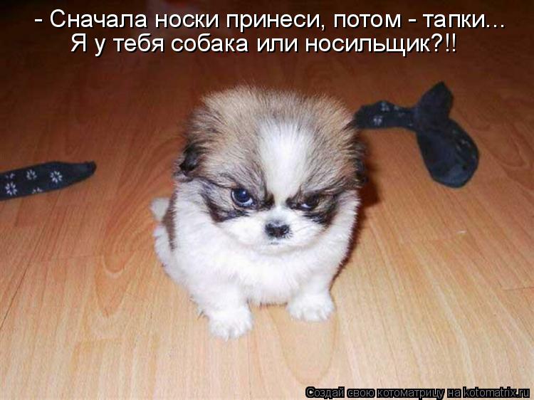 Котоматрица: - Сначала носки принеси, потом - тапки... Я у тебя собака или носильщик?!!