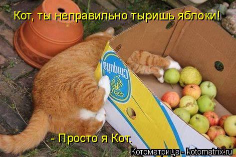 Котоматрица: Кот, ты неправильно тыришь яблоки! - Просто я Кот.